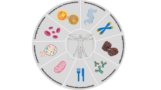 Die 9 Merkmale des Alterns (Hallmarks of Aging)