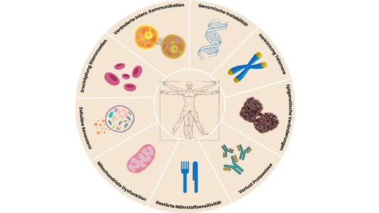 Die 9 Merkmale des Alterns (Hallmarks of Aging)