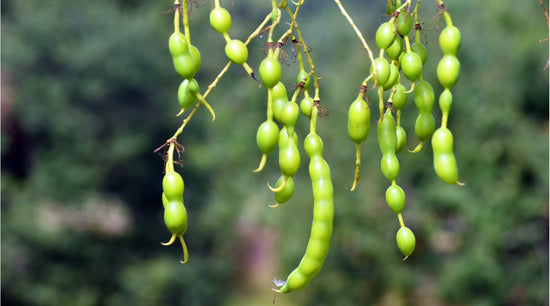 ETERNAL 6 Inhaltsstoff Quercetin aus Schnurbaum Sophora Japonica