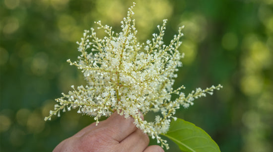 ETERNAL 6 Inhaltsstoff Resveratrol aus Staudenknöterich Polygonum Cuspidatum